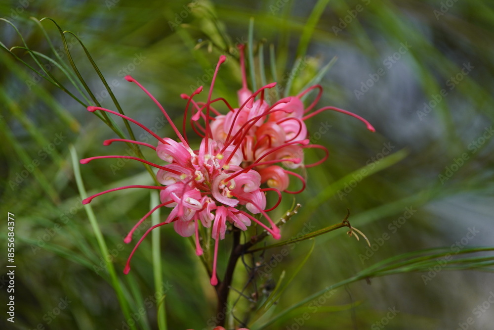 Grevillea juniperina, Proteaceae family. Hanover, Germany. Grevillea juniperina, Proteaceae family. Hanover, Germany.