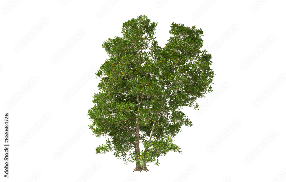 Fototapeta premium Green tree on white background, outdoor plants, 3d render illustration.