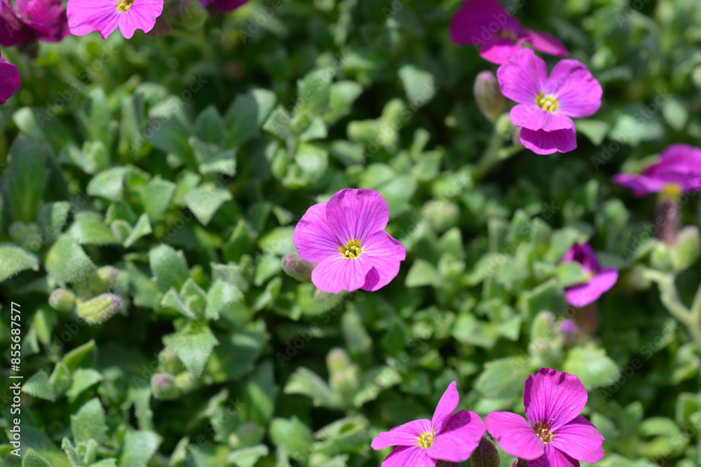 Aubrietia Audry Red flowers Aubrietia Audry Red flowers