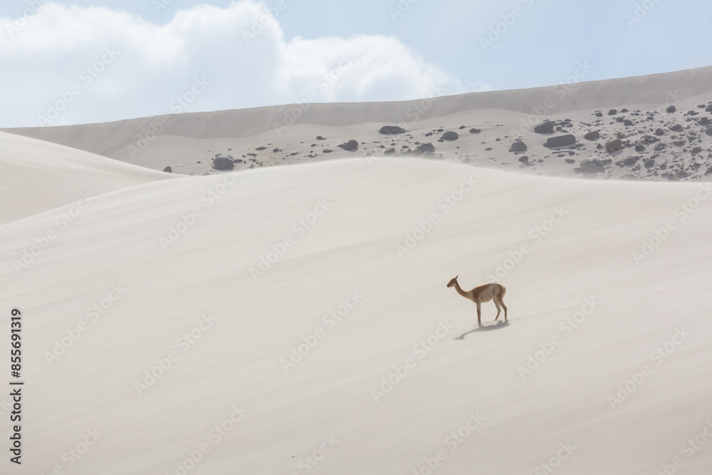 Naklejka premium Vicuna