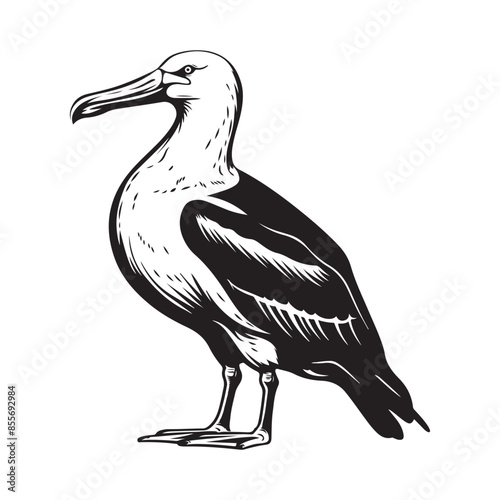 Wandering Albatross Bird on a White Background Stock Vector photo