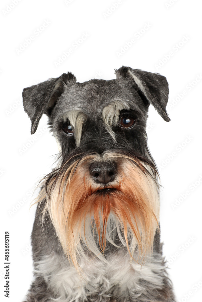 portrait of miniature schnauzer dog isolated on white portrait of miniature schnauzer dog isolated on white