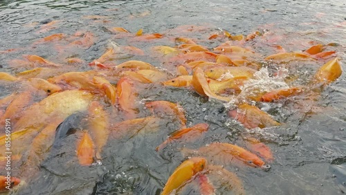 lots of yellow, white and black goldfish and tilapia gather to look for food in the pond photo