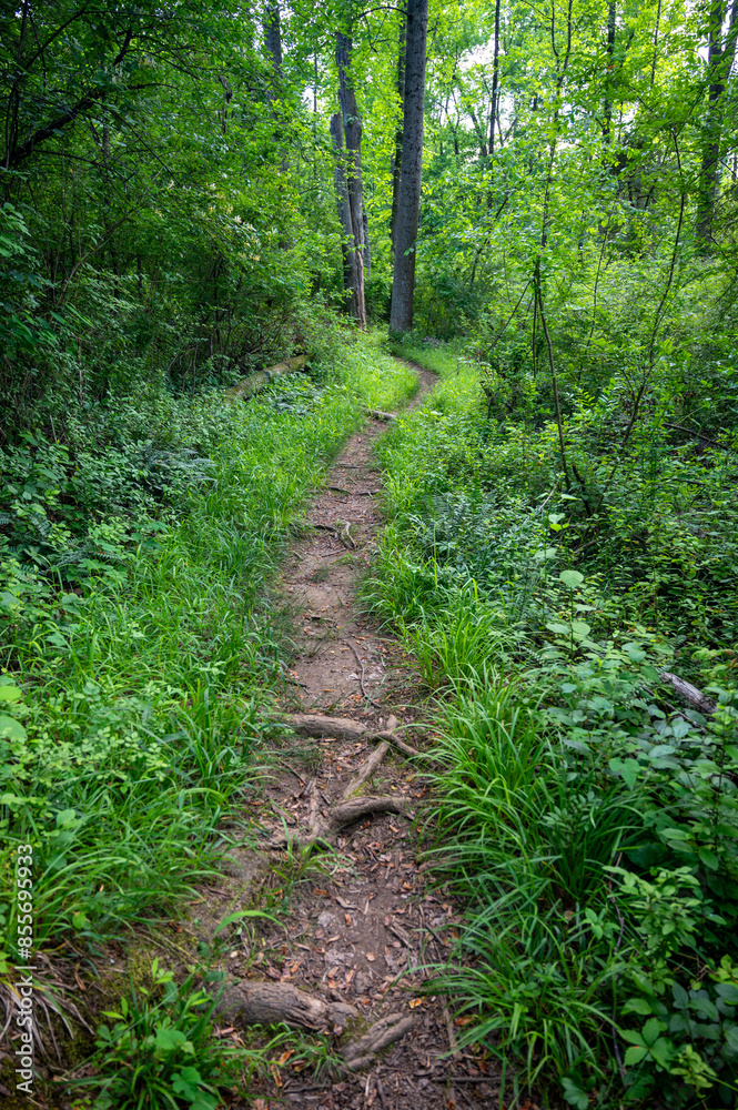 A narrow dirt footpath winds through lush green idyllic woodland personal journey A narrow dirt footpath winds through lush green idyllic woodland personal journey