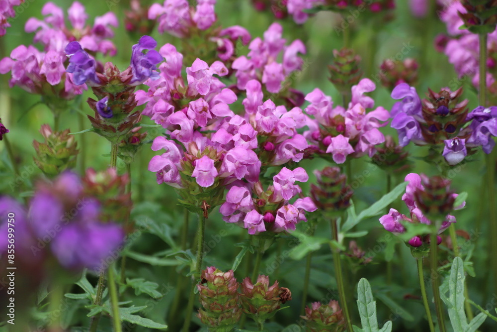 Prunella webbiana. Blooming pink selfheal in garden. Prunella webbiana. Blooming pink selfheal in garden.