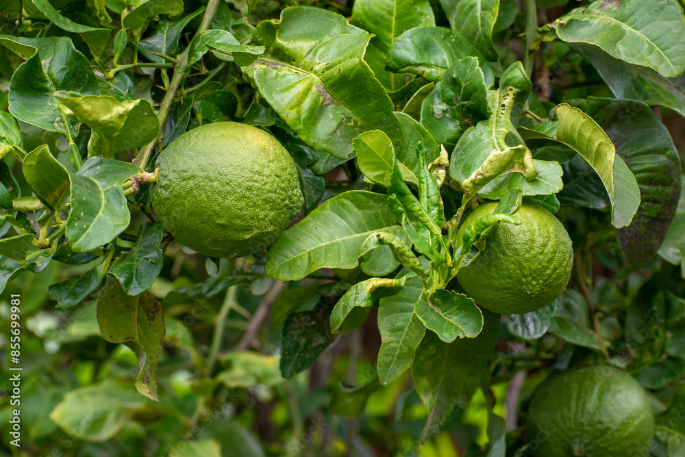 Bergamot fruit, Green limes on a tree Fresh lime citrus fruit high vitamin C in the garden farm agricultural with nature green blur background Bergamot fruit, Green limes on a tree Fresh lime citrus fruit high vitamin C in the garden farm agricultural with nature green blur background