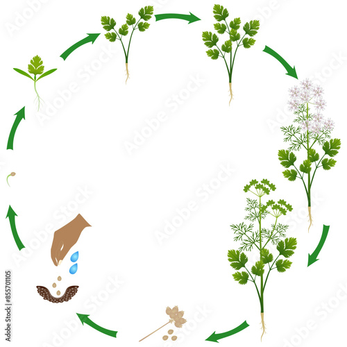 Life cycle of coriander plant on a white background..eps
