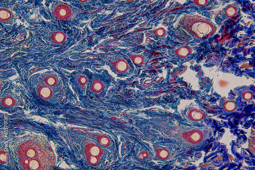 Backgrounds of Characteristics Tissue of Skin Human and Scalp human  under microscope.