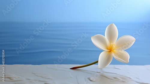 white frangipani flower