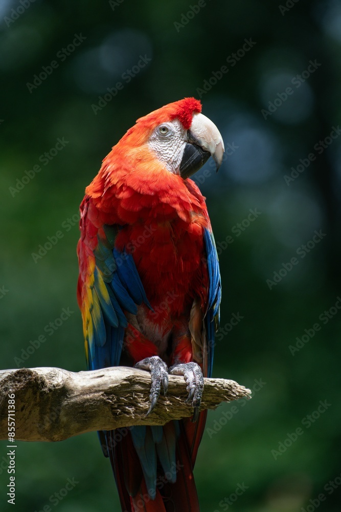 Vibrant scarlet macaw perched on a branch with a blurred green background Vibrant scarlet macaw perched on a branch with a blurred green background