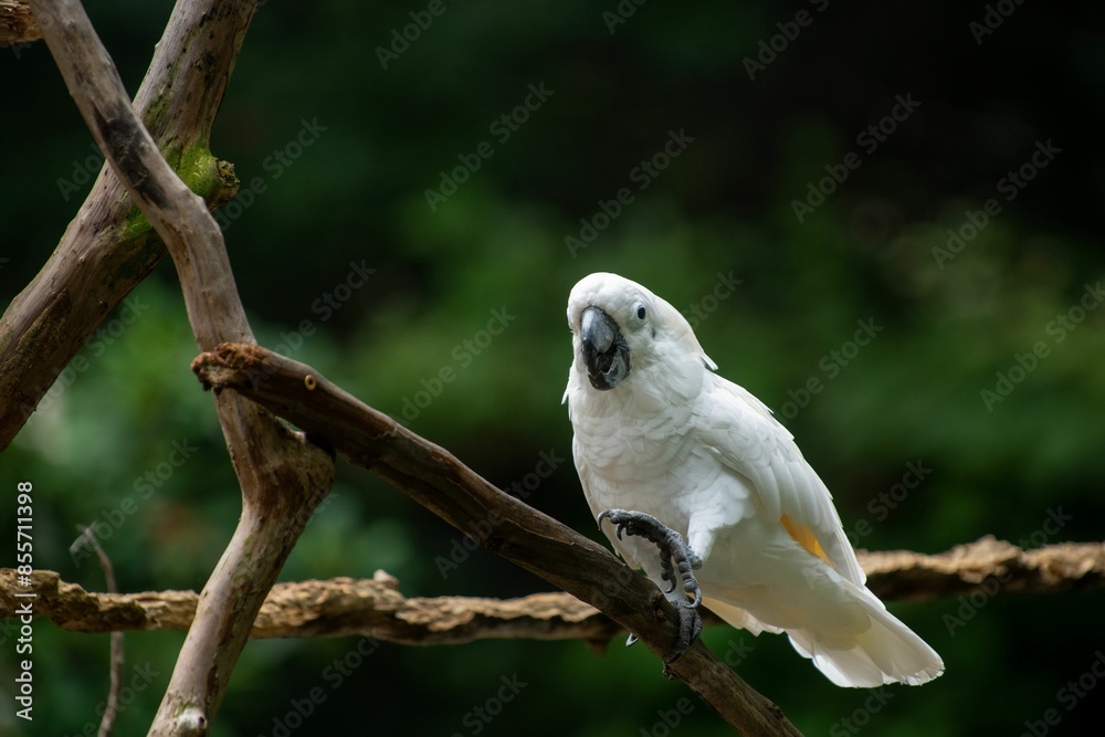 White cockatoo perched on a tree branch with a blurred green background White cockatoo perched on a tree branch with a blurred green background