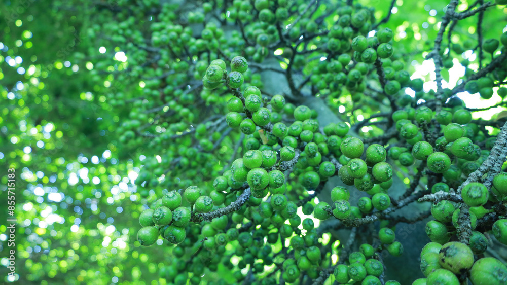 Cluster Fig on tree. Fresh green fruit of the herb Ficus botryocarpa Miq. or Duea ching on a tree in the Thailand forest on a background of fresh green leaves with copy space. Selective focus Cluster Fig on tree. Fresh green fruit of the herb Ficus botryocarpa Miq. or Duea ching on a tree in the Thailand forest on a background of fresh green leaves with copy space. Selective focus