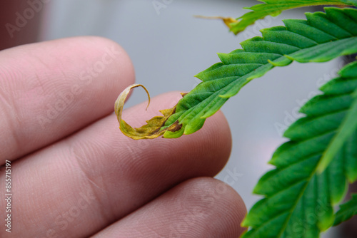 Close-up fingers and cannabis leaves that have problems with leaf blight or withered leaves from lack of nourishment or too much fertilizer on blurred background for concept of agricultural problems.