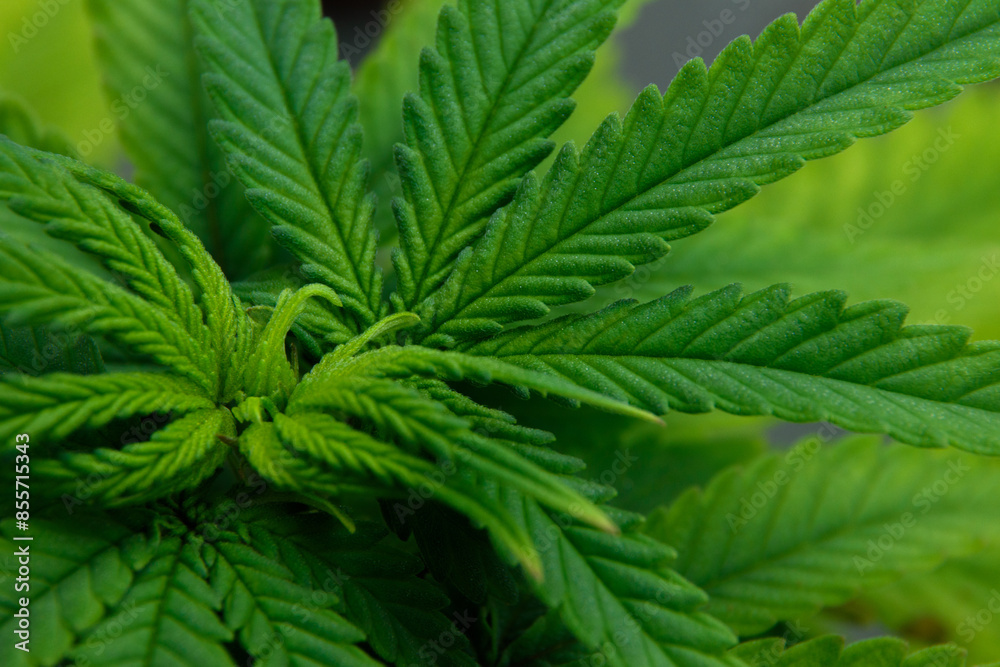 Close-up the surface of the young cannabis leaf shoots is a beautiful shade of green for designing background images of marijuana and agricultural plants. Close-up the surface of the young cannabis leaf shoots is a beautiful shade of green for designing background images of marijuana and agricultural plants.