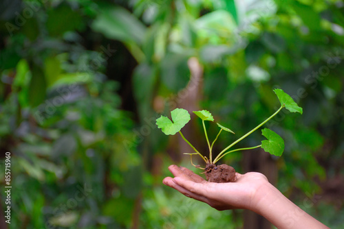 Centella asiatica plant or gotu kola sapling with fertilizer soil on man hand against green forest blurred background for concept of herbs for health care and environmental conservation.