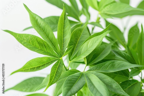 A realistic indoor komatsuna plant, detailed leaves, isolated on white background