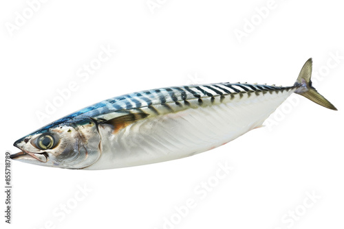 Fresh Mackerel Fish isolated on white background