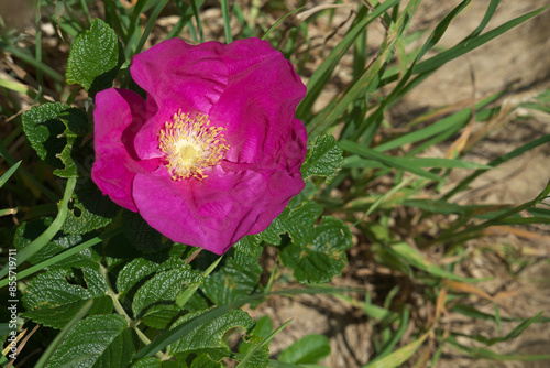 ハマナスの花