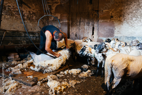 A Sheep Shearer Works Inside a Rural Barn Full of Animals photo