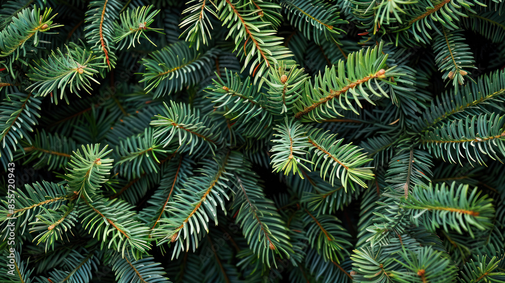 A close-up photo of the branches of an evergreen tree A close-up photo of the branches of an evergreen tree