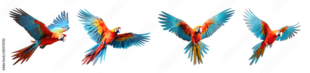 Obraz premium Flying parrot bird animal set