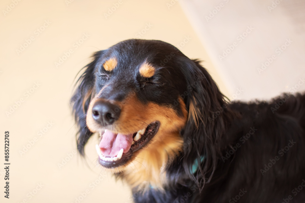 A black and brown dog from the Sporting Group with its mouth open A black and brown dog from the Sporting Group with its mouth open