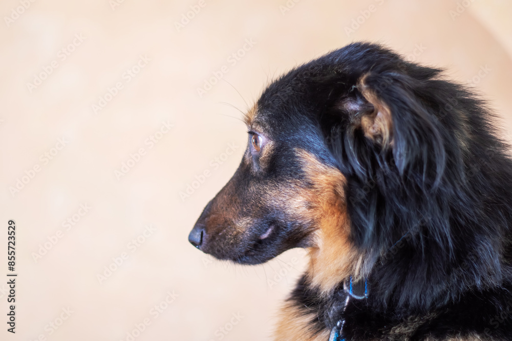 Fototapeta premium A black and brown dog with a blue collar is turning its gaze sideways