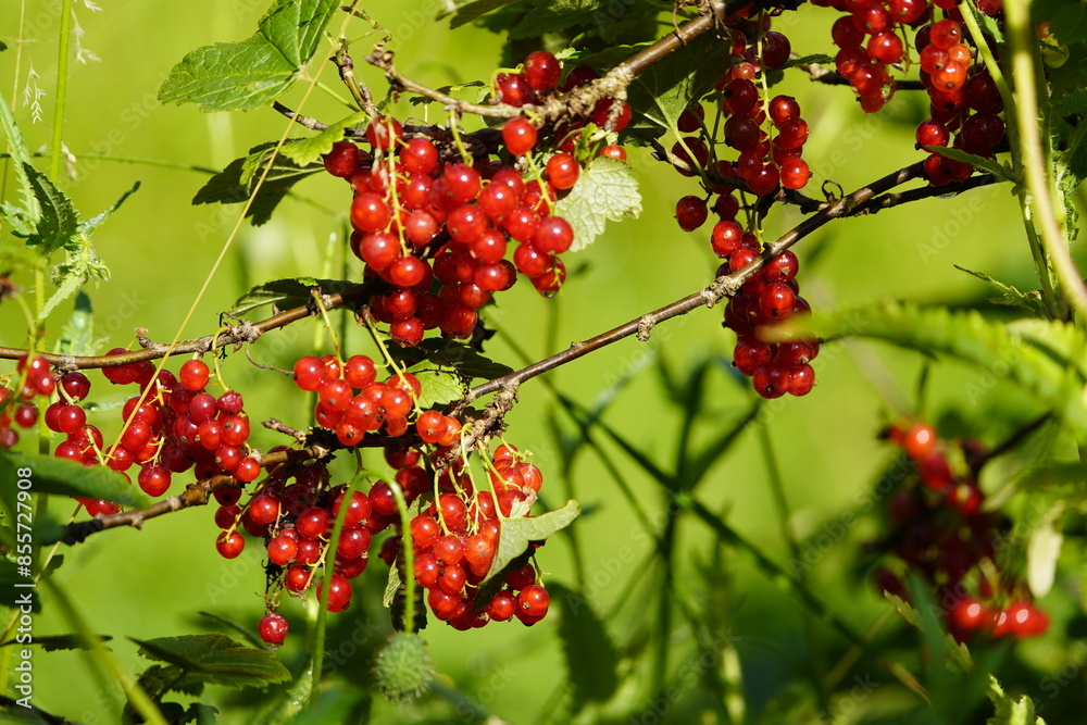 Redcurrant, or red currant (Ribes rubrum) is a member of the genus Ribes in the gooseberry family. Hanover, Germany.
Redcurrant, or red currant (Ribes rubrum) is a member of the genus Ribes in the gooseberry family. Hanover, Germany.