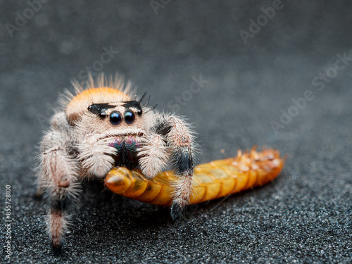 Macro picture of Jumping spider female