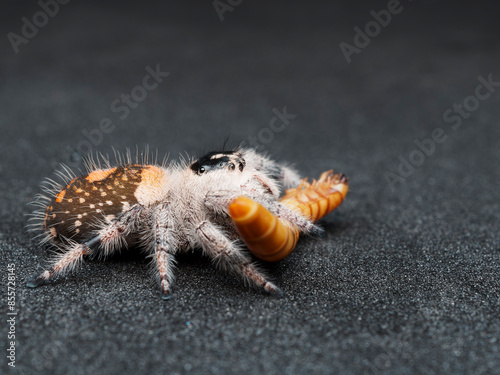 Macro picture of Jumping spider female