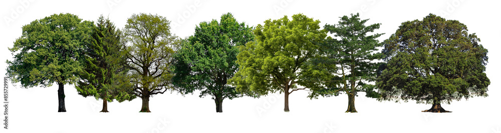 lush green big trees set