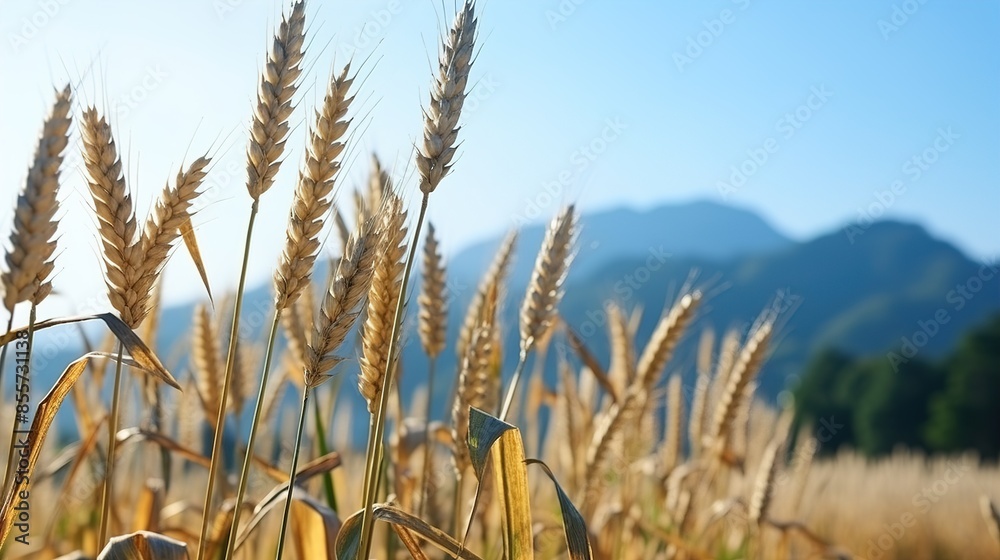 Fototapeta premium field of wheat