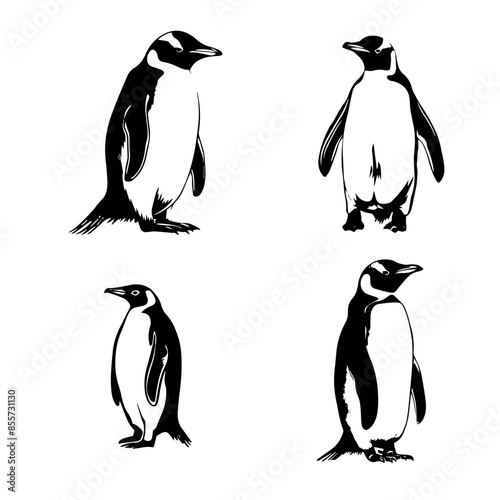 penguins on a white background
