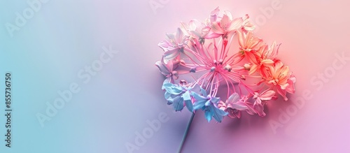 Cracker flower on pastel ba...