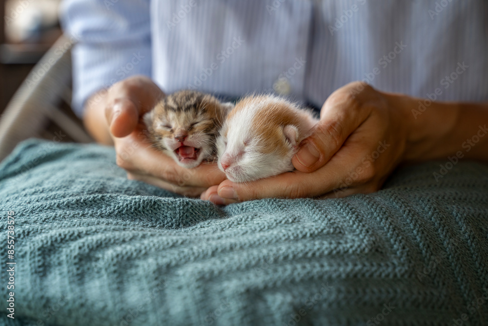 Two newborn blind cute red and gray kittens on human hands Two newborn blind cute red and gray kittens on human hands