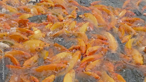lots of yellow, white and black goldfish and tilapia gather to look for food in the pond photo