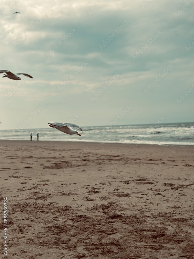 Fototapeta premium Seagull Soaring Over the Serene Sea