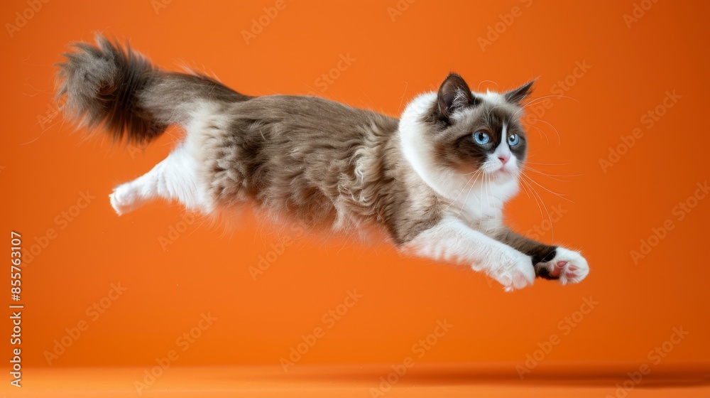 Obraz premium Playful Snowshoe Cat Leaping Across Orange Background