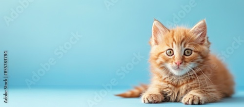 Small Siberian kitten on pa...
