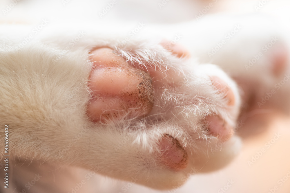 可愛い猫の肉球 可愛い猫の肉球