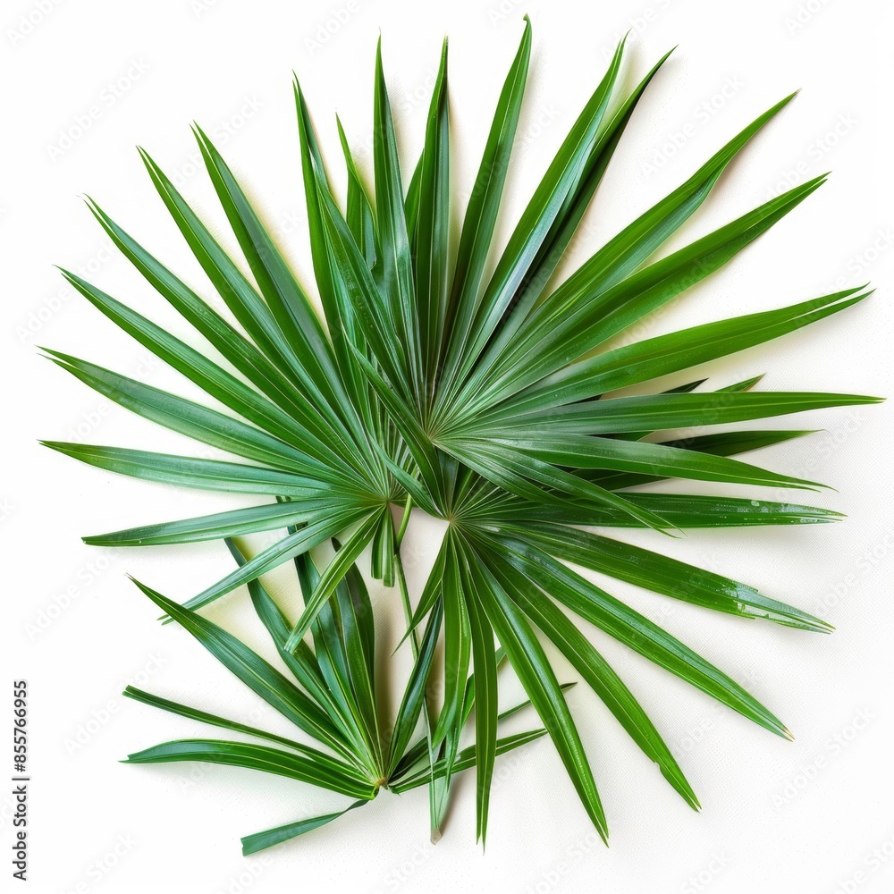 Professional product shot of saw palmetto leaves on a white background Professional product shot of saw palmetto leaves on a white background