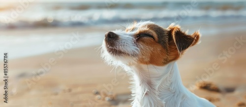 cute small dog shaking at t...