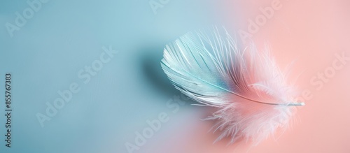 bird feather on a pastel ba...