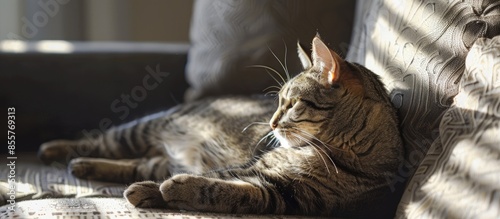 Grey tabby cat laing on sof...