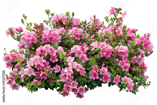 Pink Azalea Flowers Bush isolated on transparent background png