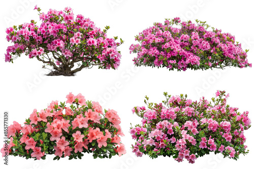 Collection of Pink Azalea Flowers in Bloom isolated on transparent background png