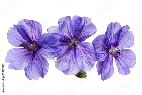 Purple Flowers isolated on transparent background png