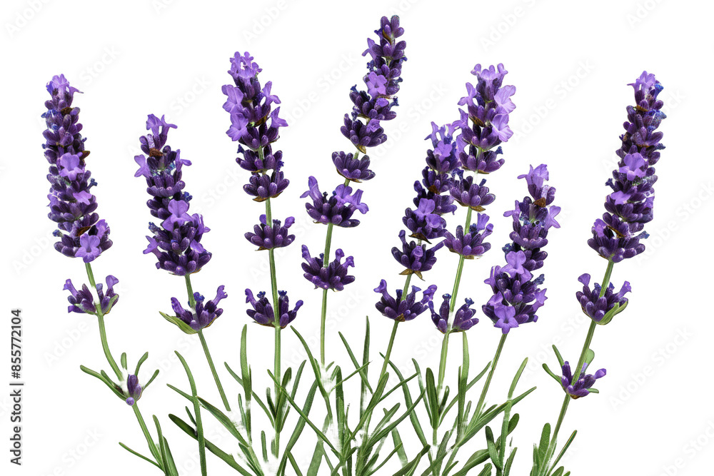 Naklejka premium Purple Lavender Flowers isolated on transparent background png