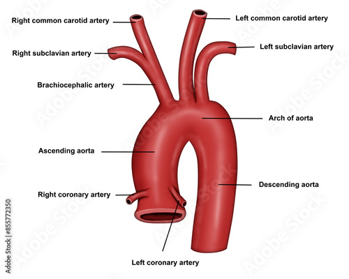 Arch of Aorta human anatomy  medical illustration 