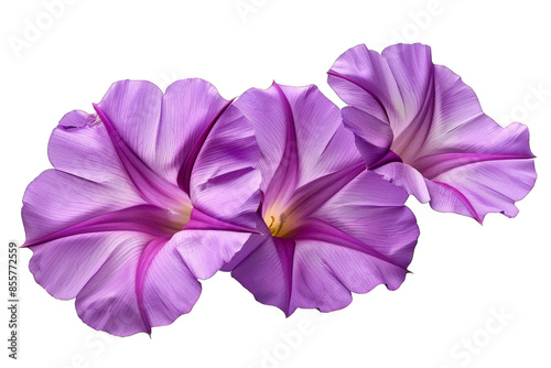 Three Purple Flowers isolated on transparent background png